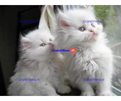 kleine vreugde Perzische kittens