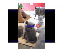 Thuis getrainde Britse korthaar kittens