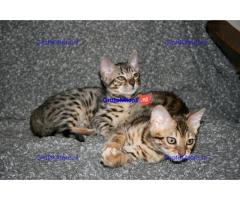 Thuis Opgevoed Bengalen Kittens