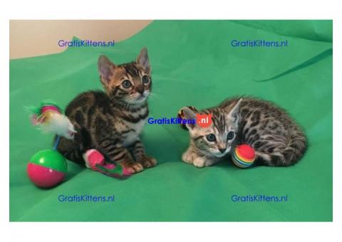 Mooie Bengalen te koop