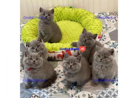 Brits korthaar kittens te koop