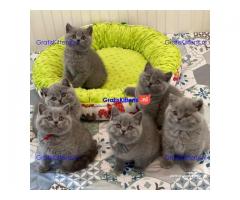 Brits korthaar kittens te koop