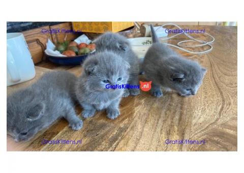 Schotse vouw kittens