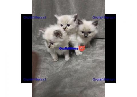 Ragdoll kitten te koop