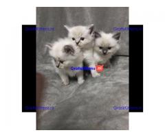 Ragdoll kitten te koop