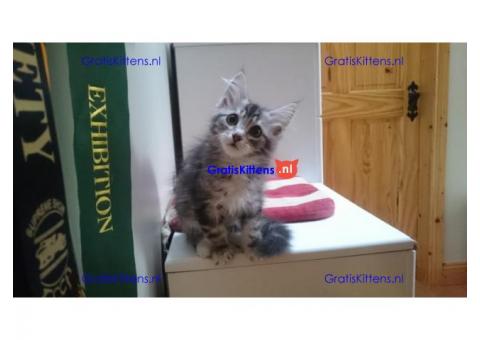 Siberische kitten te koop