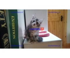 Siberische kitten te koop