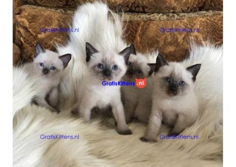 Siamese kittens te koop