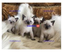 Siamese kittens te koop