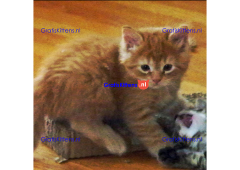 Prachtige en vriendelijke Maine Coon-kittens