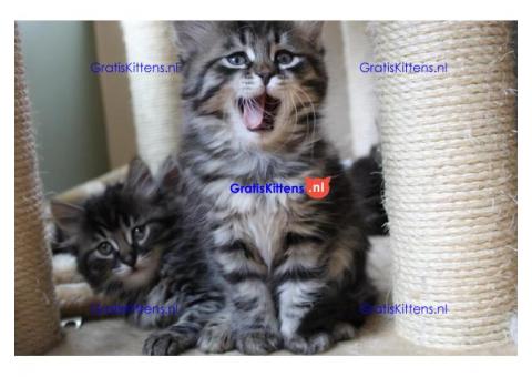 Geweldige kleine Siberische kittens