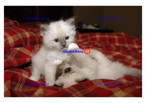 Goed opgeleide Birmaan kittens