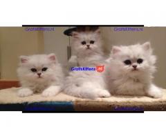 Goed gedragen Perzische kittens