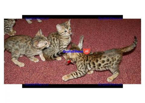 Volwassen Mannelijke en Vrouwelijke Bengalen kittens