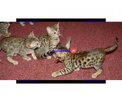 Volwassen Mannelijke en Vrouwelijke Bengalen kittens