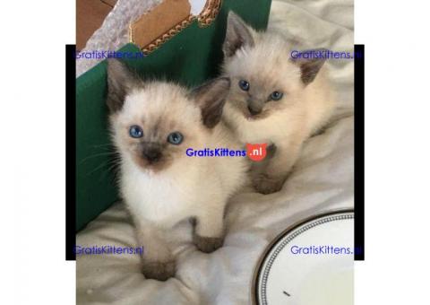 Ragdoll kittens ter adoptie