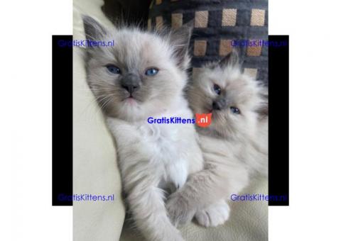 Ragdoll-kittens voor herplaatsing