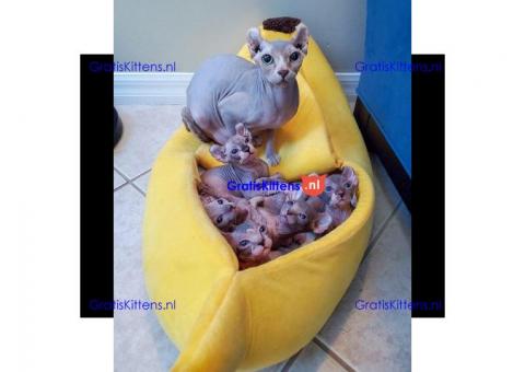 Vetgedrukte en rimpelige Sphynx-kittens