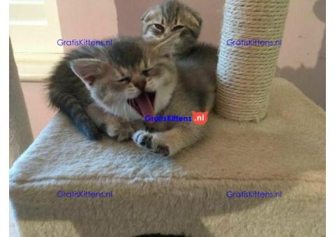 Gezondheid Scottish Fold Kittens