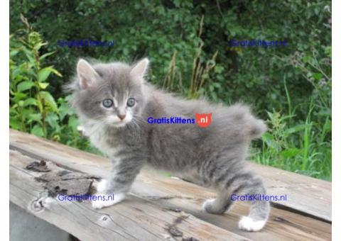 Lieve en leuke Japanse Bobtail-kittens tica