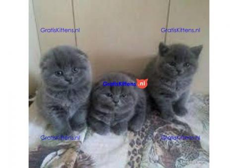 Gezondheid Scottish Fold Kittens