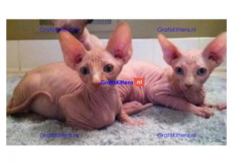 Gezonde mannelijke en vrouwelijke Sphynx-kittens Op zoek naar nieuwe huizen