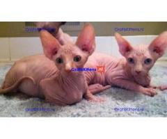 Gezonde mannelijke en vrouwelijke Sphynx-kittens Op zoek naar nieuwe huizen