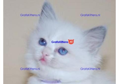 Thuis opgevoede Ragdoll-kittens