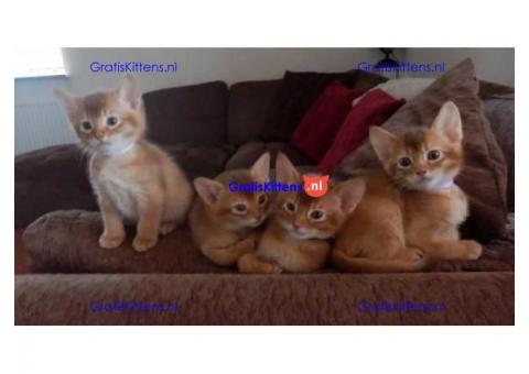 Abessijnse Kittens - LAGE KOSTEN, BESTE KWALITEIT