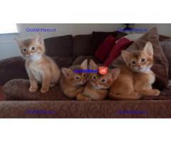 Abessijnse Kittens - LAGE KOSTEN, BESTE KWALITEIT
