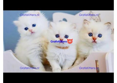 mooie Perzische kittens voor adoptie