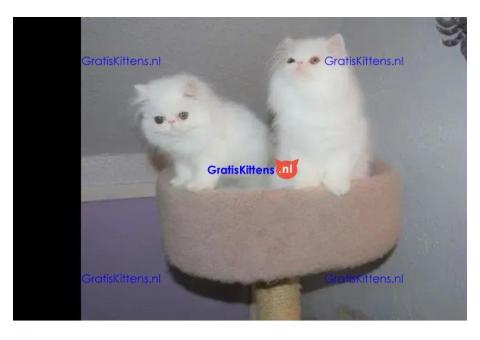 schattige Perzische kittens