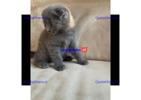 Stamboom Scottish Fold Kittens