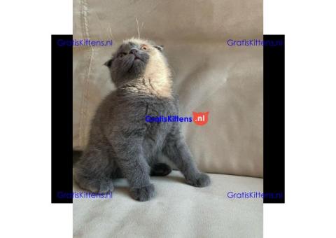 Stamboom Scottish Fold Kittens