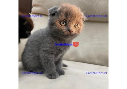 Stamboom Scottish Fold Kittens