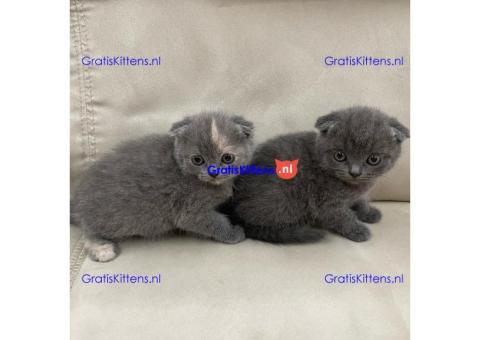 Stamboom Scottish Fold Kittens