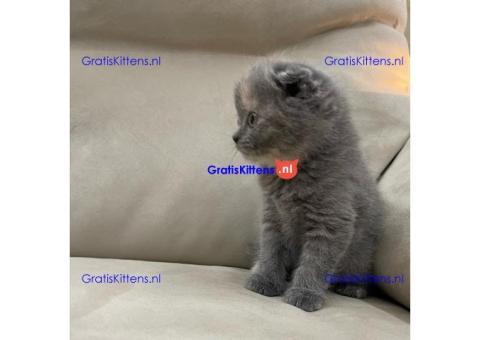 Stamboom Scottish Fold Kittens