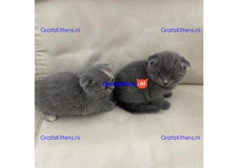 Stamboom Scottish Fold Kittens