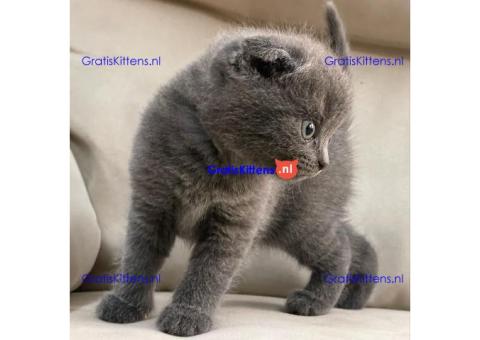 Stamboom Scottish Fold Kittens