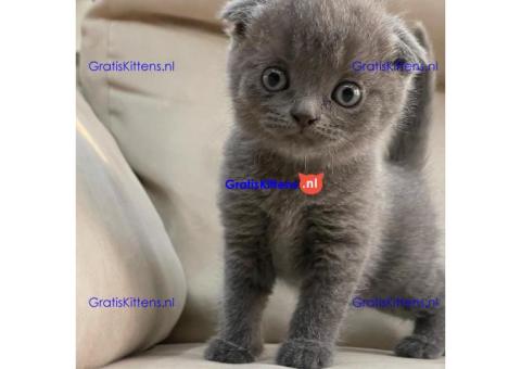 Stamboom Scottish Fold Kittens