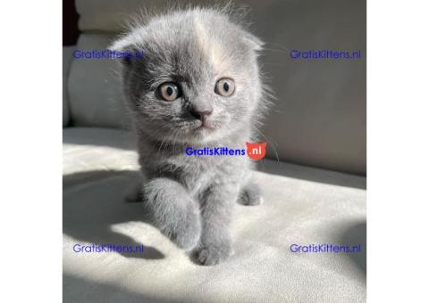 Stamboom Scottish Fold Kittens