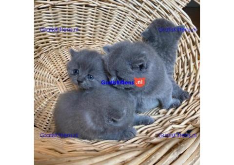 Stamboom Scottish Fold Kittens