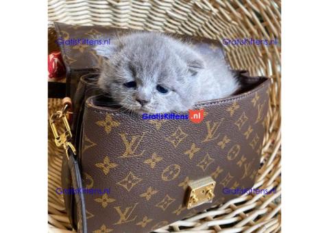 Stamboom Scottish Fold Kittens