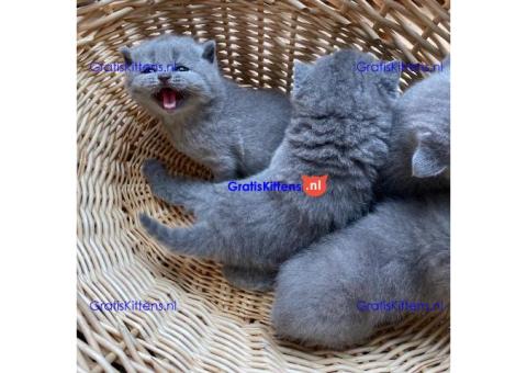 Stamboom Scottish Fold Kittens