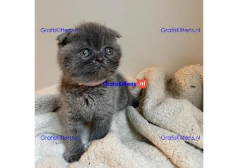 Stamboom Scottish Fold Kittens