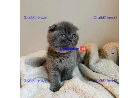 Stamboom Scottish Fold Kittens