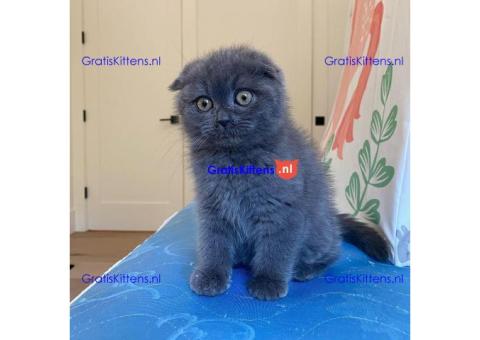 Stamboom Scottish Fold Kittens