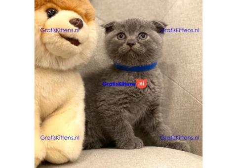 Stamboom Scottish Fold Kittens