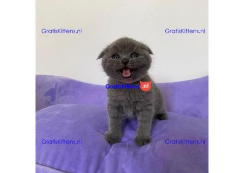 Stamboom Scottish Fold Kittens