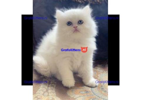 schattige perzische kittens voor adoptie